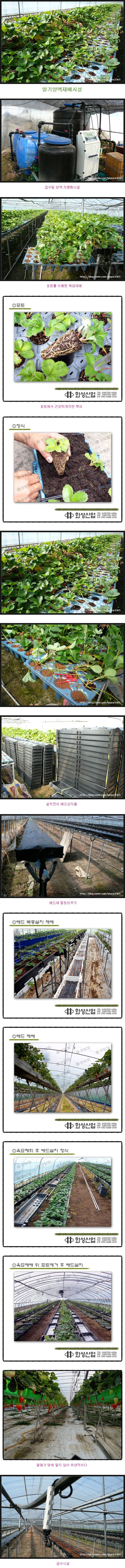 딸기양액재배시설 시공사례 [첨부 이미지2]